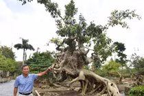 Cây sanh cổ “Thánh Gióng cưỡi ngựa” có thế cực kỳ hiếm