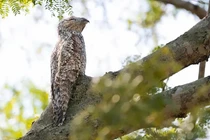 Loài chim xấu đau xấu đớn, được xem là 'sứ giả địa ngục'