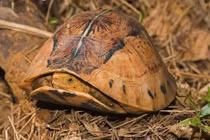 Vườn Quốc gia Vũ Quang tiếp nhận 8 cá thể rùa: Toàn loài quý hiếm!