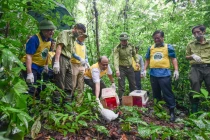 Tái thả động vật tại Vườn Quốc gia Cúc Phương: Hai loài quý hiếm