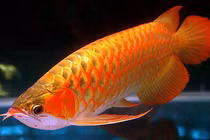 Ngắm loài cá cảnh đắt đỏ nhất thế giới: Có trong Sách Đỏ Việt Nam! 