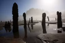 Kỳ bí “khu rừng ma” 2.000 tuổi đột nhiên xuất hiện