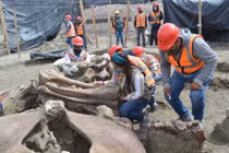 Giải mã 60 bộ xương voi ma mút khai quật ở Mexico