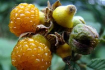 4 quả 'dại' đẹp không tưởng, còn siêu ngon và bổ nhất thế gian