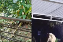 Voi rừng bất ngờ xuất hiện ở Nghệ An: Chuyên gia lý giải sao? 