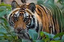 Vén màn sự thật hổ tự nhiên xuất hiện ở VQG Phong Nha - Kẻ Bàng 