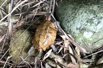 VQG Vũ Quang tiếp nhận 2 cá thể rùa sa nhân: Loài quý hiếm! 