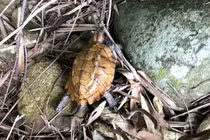 VQG Vũ Quang tiếp nhận 2 cá thể rùa sa nhân: Loài quý hiếm! 