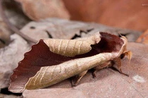 Ngả mũ những “thiên tài ngụy trang” trong thế giới động vật (2) 