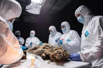 Tìm thấy xác chó sói 44.000 tuổi, chuyên gia thốt lên: "Hoàn mỹ"