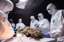 Tìm thấy xác chó sói 44.000 tuổi, chuyên gia thốt lên: "Hoàn mỹ"