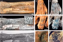 Bí mật những hình xăm hơn 1.200 tuổi trên xác ướp ở Peru