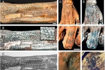 Bí mật những hình xăm hơn 1.200 tuổi trên xác ướp ở Peru