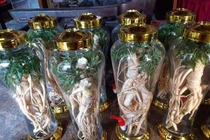 Uống rượu đinh lăng giúp nam giới “thao thức” cả đêm