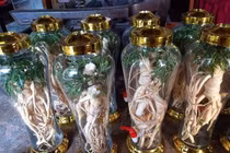 Uống rượu đinh lăng giúp nam giới “thao thức” cả đêm