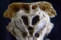 Những hộp sọ bí ẩn nhất từng được phát hiện