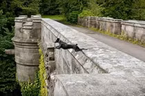 Kỳ bí cây cầu khiến nhiều con chó tìm đến cái chết