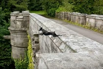 Kỳ bí cây cầu khiến nhiều con chó tìm đến cái chết