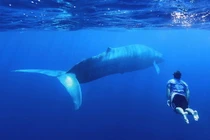 Kinh ngạc 10 điều khó tin nhưng hoàn toàn có thật trong lịch sử 