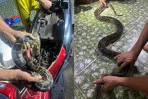 Trăn siêu hiếm trốn trong xe máy, dân giao ngay cho chính quyền TP. HCM