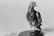 Phi thường chim bồ câu trở thành “người hùng” trong chiến tranh