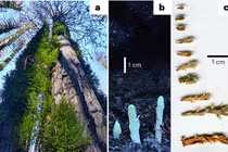 Thần kỳ chồi cây cổ thụ 2.000 tuổi mọc lên sau trận cháy rừng