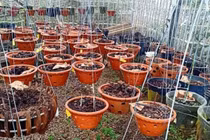 Trộm “dọn” hơn 150 giò lan đột biến bạc tỉ, ông chủ nhập viện cấp cứu