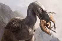 Hóa thạch 12 triệu tuổi hé lộ bí mật về loài 'chim khủng bố'