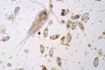 Virus lạ vừa lai tạo đang lan rộng đại dương, chuyên gia "bối rối" 