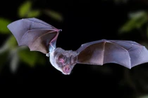 Giải mã bất ngờ loài dơi bị nghi gây ra virus “tử thần” SARS-CoV-2 