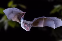 Giải mã bất ngờ loài dơi bị nghi gây ra virus “tử thần” SARS-CoV-2 