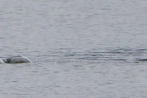 Ảnh mới nhất về quái vật hồ Loch Ness khiến dân tình sốt xình xịch 