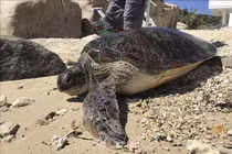 Cá thể rùa xanh mới thả về tự nhiên ở Ninh Thuận: Loài cực hiếm! 