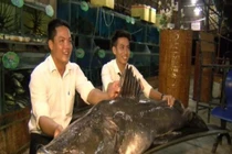 Kinh ngạc những lần “thủy quái” khổng lồ thình lình xuất hiện ở Việt Nam