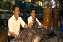 Kinh ngạc những lần “thủy quái” khổng lồ thình lình xuất hiện ở Việt Nam