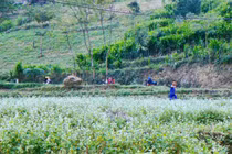 Chuyến phượt Hà Giang tự túc 4 ngày 4 đêm bằng xe máy