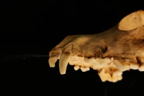 Rùng mình lễ hiến tế hơn 140 con chó ở Anh trong mộ cổ