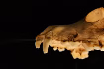 Rùng mình lễ hiến tế hơn 140 con chó ở Anh trong mộ cổ