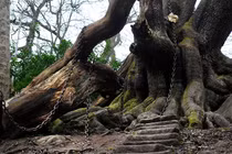 Bí ẩn cây sồi già bị xiềng xích mang “lời nguyền” ám ảnh 