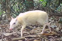 Đặt bẫy ảnh, bất ngờ phát hiện "thần thú" bạch tạng ở VQG Vũ Quang 