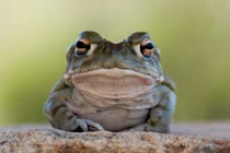 Giật mình cóc quái vật giết chết chó nhà chỉ với một vết cắn 