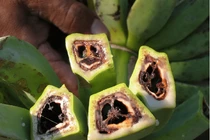 Dịch bệnh “chảy máu chuối” nguy cơ lan rộng ở ĐNA: Đáng sợ sao?