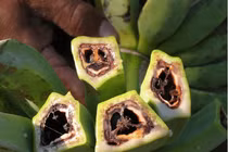 Dịch bệnh “chảy máu chuối” nguy cơ lan rộng ở ĐNA: Đáng sợ sao?