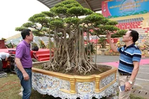 Cây cảnh “lực sĩ” 18 tỷ đồng, báu vật để đời hay đại gia “chém gió“? 