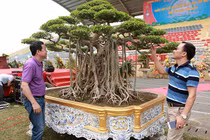 Cây cảnh “lực sĩ” 18 tỷ đồng, báu vật để đời hay đại gia “chém gió“? 