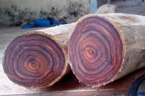 Soi loại gỗ đắt - hiếm nhất thế giới dân Quảng Bình vừa vớt được