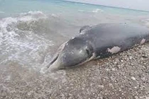 Cá voi mõm khoằm bất ngờ dạt vào bờ biển: Lộ sự thật đau lòng! 