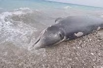 Cá voi mõm khoằm bất ngờ dạt vào bờ biển: Lộ sự thật đau lòng! 