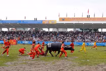 Trâu nội bị chọi “văng”, trâu mua từ Campuchia lên ngôi vô địch