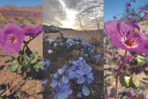 Những loài hoa khoe sắc ở sa mạc Atacama khô cằn